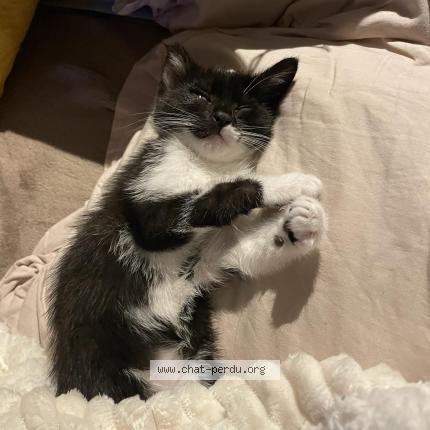 Foto 1/1 Charlotte Chat perdido en Montmoreau st cybard