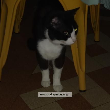 Foto 1/1 Gato encontrado Encontrado en Trans sur erdre