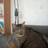 Foto del gato perdido en Betheny