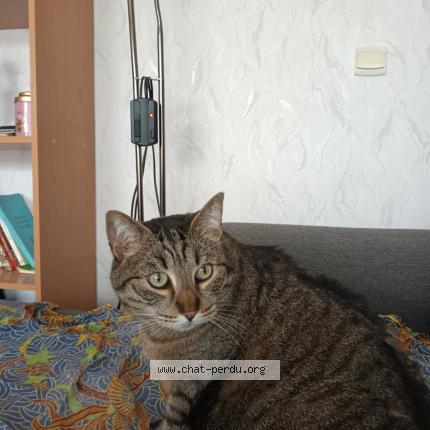 Foto 1/1 Figaro Chat perdido en Betheny