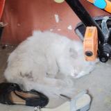 Foto de gato encontrado en Chennai