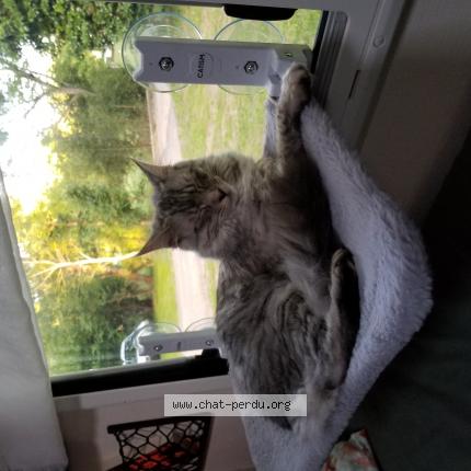 Foto 1/1 Louna Chat perdido en Saint junien