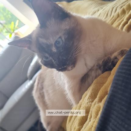 Foto 1/2 Nala Chat perdido en Jemeppe sur sambre