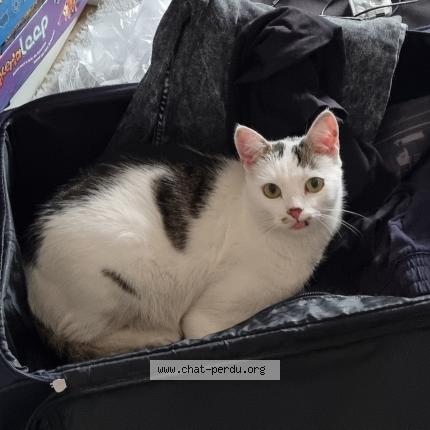 Foto 2/2 Stupps Chat perdido en Kehl