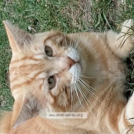 Foto 1/1 Gato encontrado Encontrado en Wambrechies