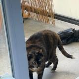 Foto del gato perdido en Lys Lez Lannoy