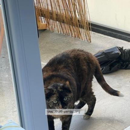 Foto 1/1 Gaia Chat perdido en Lys lez lannoy