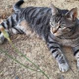 Foto del gato perdido en Seysses