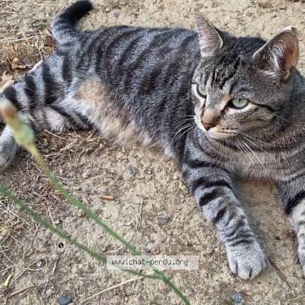 Foto 1/1 EUGENIE BAROT Chat perdido en Seysses