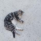 Foto del gato perdido en La Bouexiere