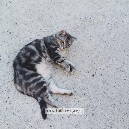 Foto 1/1 Saba Chat perdido en La bouexiere