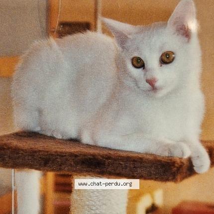 Foto 1/2 MIMINE Chat perdido en La clayette