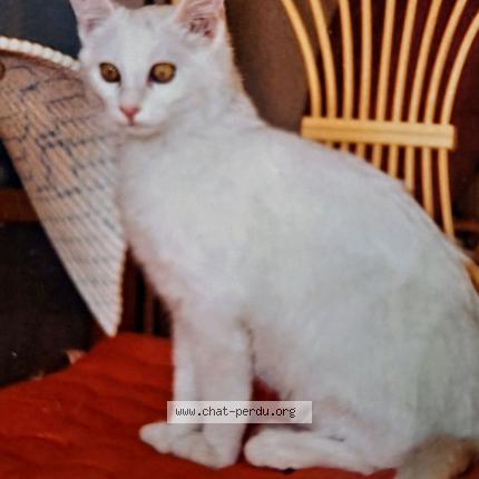 Foto 2/2 MIMINE Chat perdido en La clayette