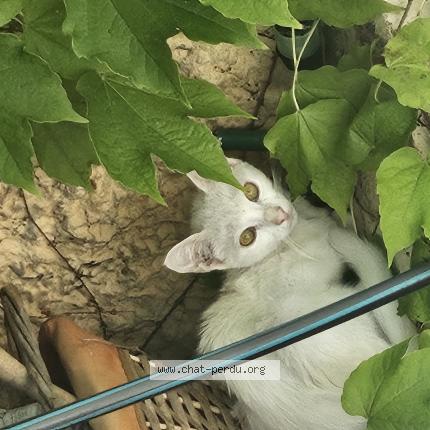 Foto 1/1 Gato encontrado Encontrado en St maurice l exil