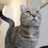 Foto del gato perdido en Rennes