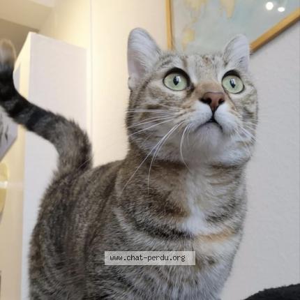 Foto 1/1 Minou Chat perdido en Rennes