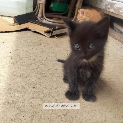 Foto 1/1 Chaton Chat perdido en St vincent en bresse