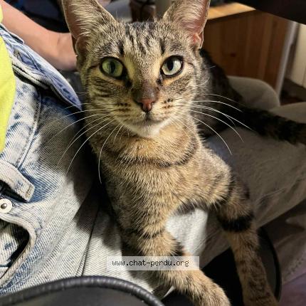 Foto 1/1 Gato encontrado Encontrado en Saint ouen