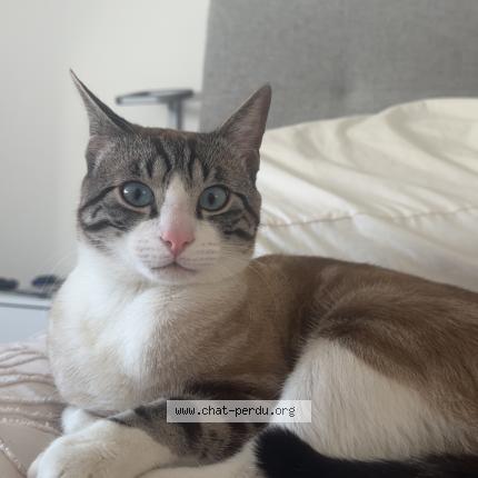 Foto 1/1 Many Chat perdido en Amberieu en bugey