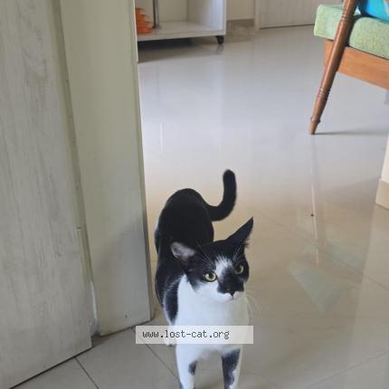 Foto 1/1 Charlie Chat perdido en Ahmedabad