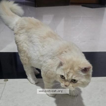 Foto 1/1 Kiwi Chat perdido en Ahmedabad