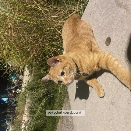 Foto 1/1 Nami Chat perdido en Toulouse