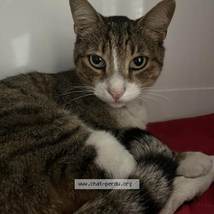 Foto 1/1 Tigri Chat perdido en Marseille