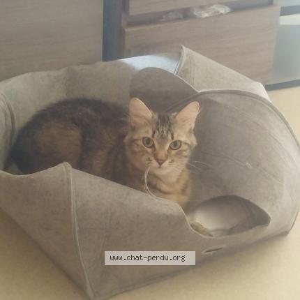 Foto 1/1 Nala Chat perdido en Eysines