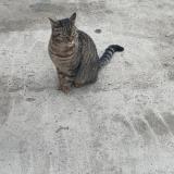 Foto del gato perdido en Le Rheu