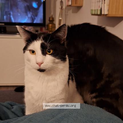 Foto 1/1 Happy Chat perdido en La bassee