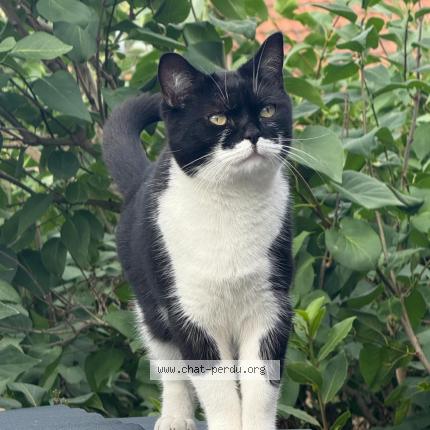 Foto 1/1 Taizon Chat perdido en Gisey le vieil