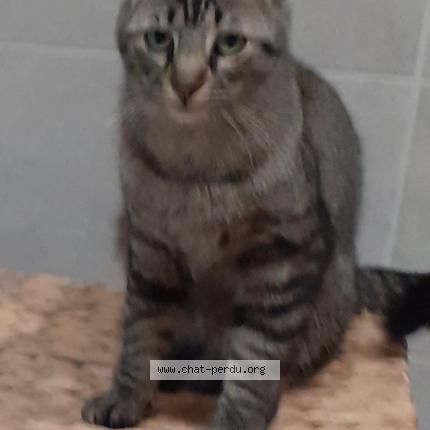 Foto 1/1 Pirate Chat perdido en Ledat