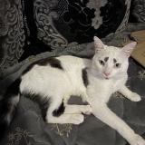 Foto del gato perdido en Cheyssieu