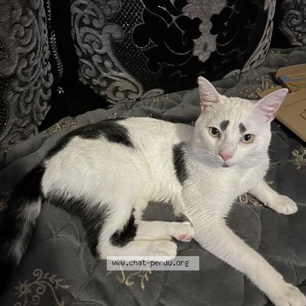 Foto 1/1 Garfield Chat perdido en Cheyssieu