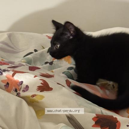 Foto 1/3 May Chat perdido en Paris