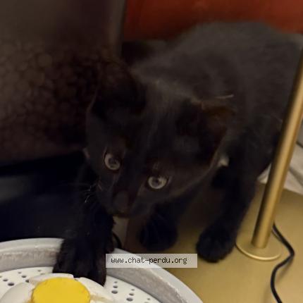 Foto 2/3 May Chat perdido en Paris