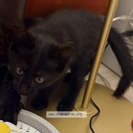 Foto 3/3 May Chat perdido en Paris