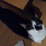 Foto del gato perdido en Luneville