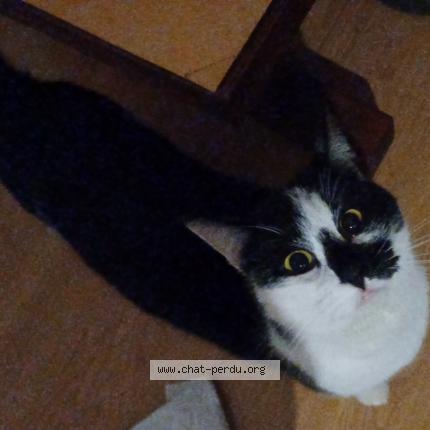Foto 1/1 Nala Chat perdido en Luneville