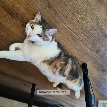 Foto 1/1 Will Chat perdido en Fribourg