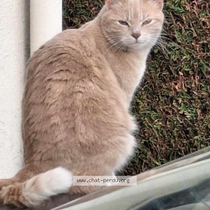 Foto 1/1 Tina Chat perdido en Sempigny