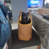 Foto del gato perdido en Malaunay