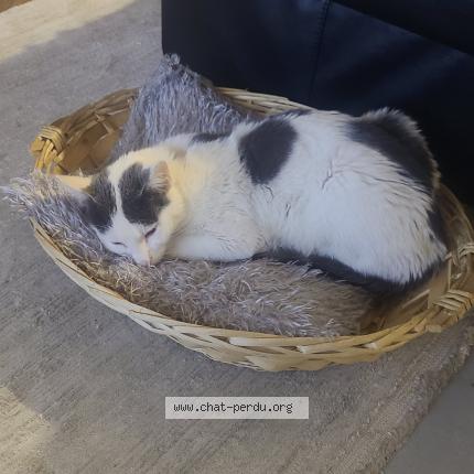 Foto 1/1 Tigris Chat perdido en Toulouse