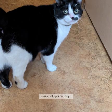 Foto 1/1 Pioupiou Chat perdido en Saint quentin