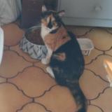 Foto del gato perdido en Vienne La Ville