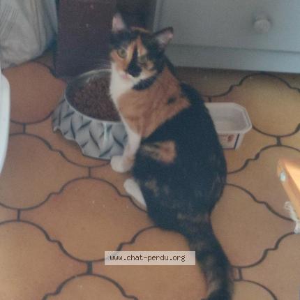 Foto 1/1 Scarlett Chat perdido en Vienne la ville