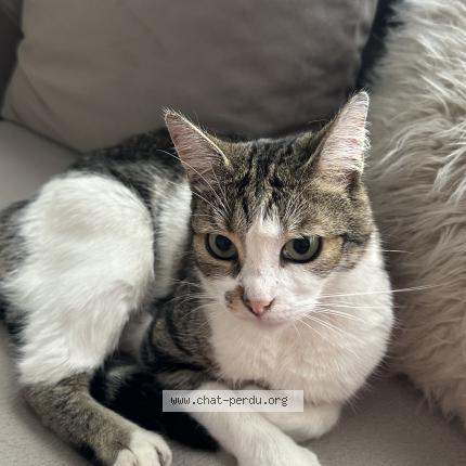 Foto 1/1 Gato encontrado Encontrado en Castanet tolosan