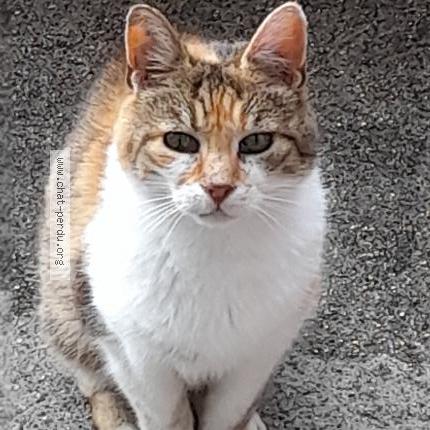 Foto 1/1 Gato encontrado Encontrado en Saint sauves d auvergne