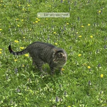 Foto 1/1 Leo Chat perdido en Henniker