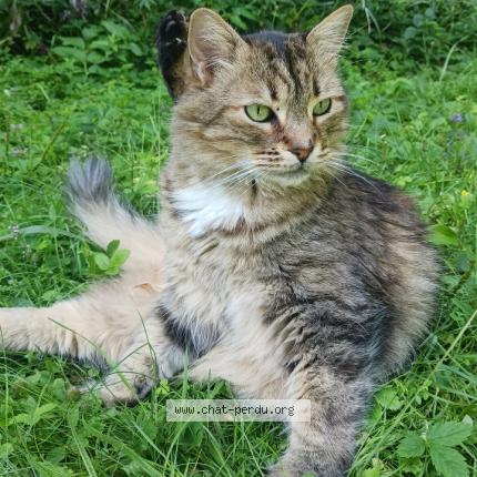 Foto 1/1 Charly Chat perdido en Deux montagnes